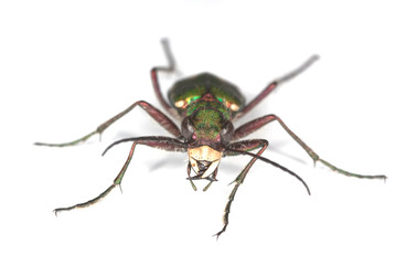 Green tiger beetle isolated on white background.