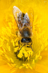 Bee pollinating on a poppy.
