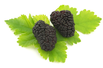 Mulberry