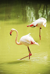 two flamingo