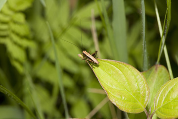 Grashüpfter