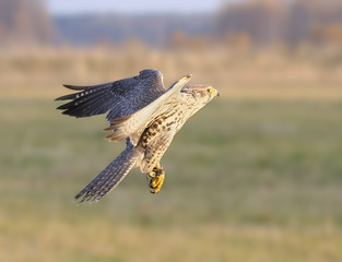 The falcon in flight.