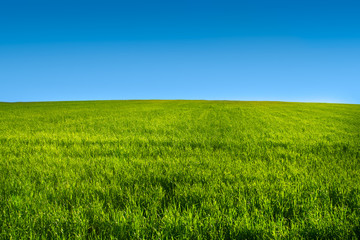 Obraz na płótnie Canvas Green grass meadow with blue sky r