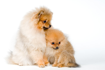Two puppies of the spitz-dog in studio