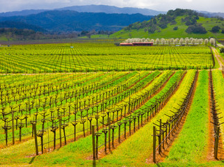 Fototapeta na wymiar Winnica w Kalifornii w Spring