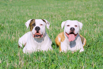American bulldogs on the grass