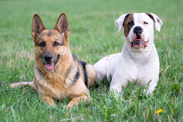 Germany shepherd and American bulldog on the grass