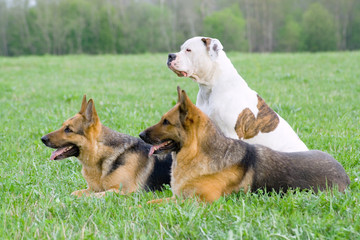 Germany shepherds and American bulldog on the grass