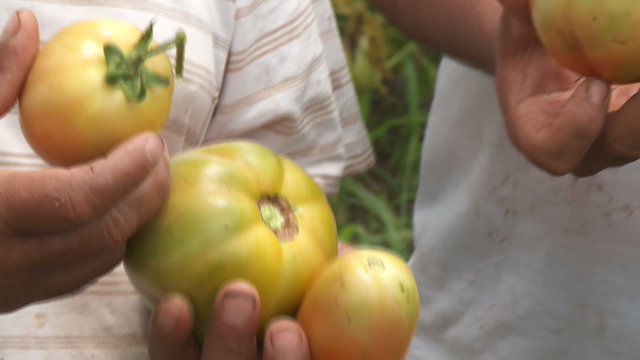 Bauer mit Tomaten