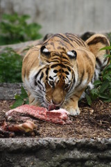 Amurtiger 95