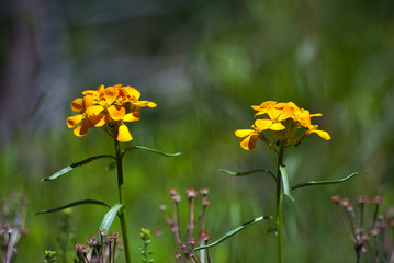 Orange flowers