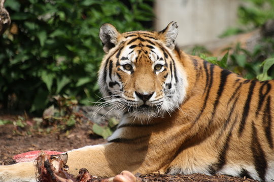 Amurtiger 175