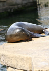 Seelöwe