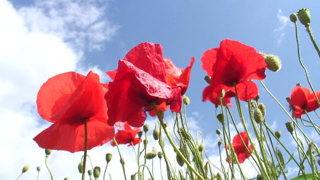 Klatschmohn gegen blauen Himmel