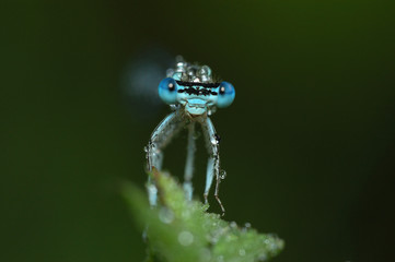 Damselfly