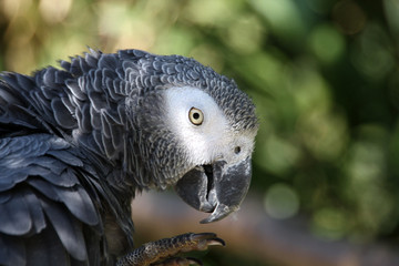 Graupapagei