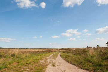 Fototapeta premium heather fields