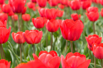 Tulips in the fields