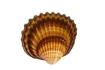 shell