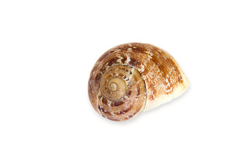 shell