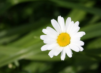 Obraz premium Daisy flower
