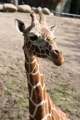 Giraffe