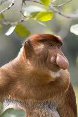 Proboscis monkey, Borneo