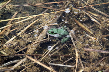 Grenouille.