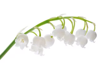 Peel and stick wall murals Lily of the valley Lily of the valley
