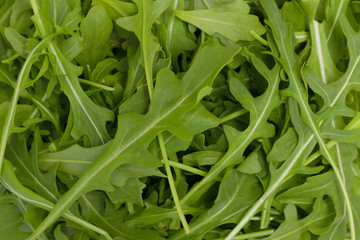 Rocket salad