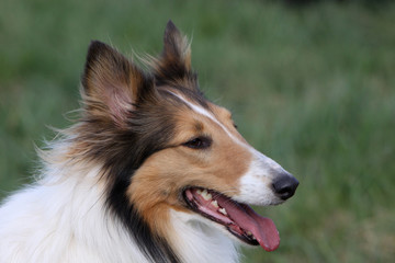 Langhaar Collie