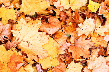 autumn fallen leaves background