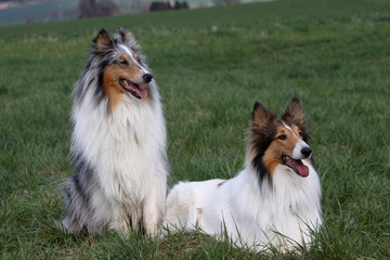 Langhaar Collie