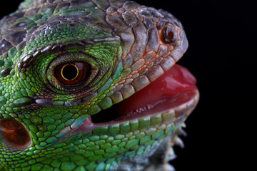 Obraz premium green iguana