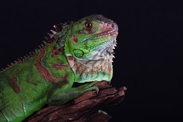 green iguana