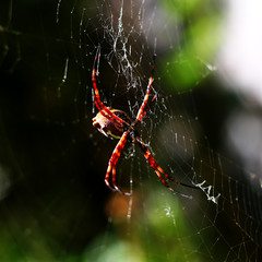 Araña