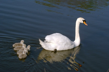 SWAN FAMILY