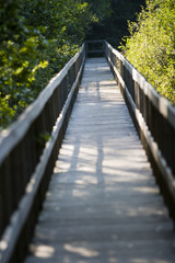 Obraz premium boardwalk in a nature reserve