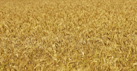 wheat background