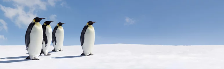 Abwaschbare Fototapete Pinguin Pinguin-Panorama