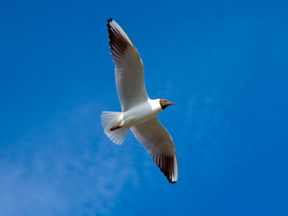 Möwe
