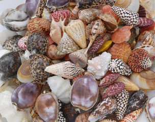 Collection of shells