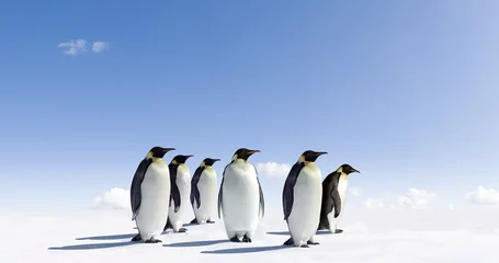 Abwaschbare Fototapete Antarktis Pinguine