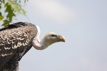 Gänsegeier