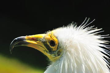 Alimoche