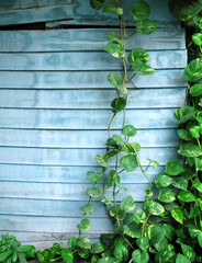 evergreen spread on wooden wall