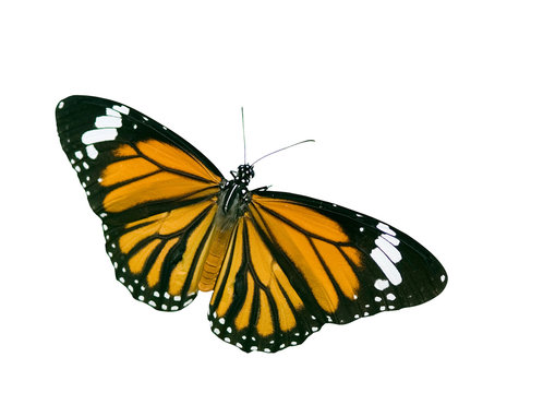Isolated Butterfly with clipping path