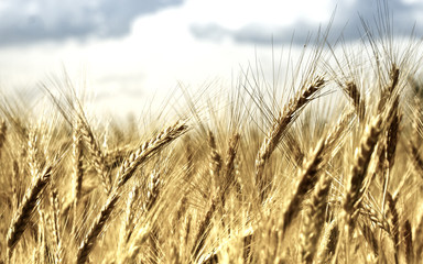 wheat background