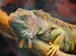 iguana
