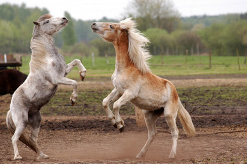 Pony und ein Haflinger-Junghengst spielen und steigen